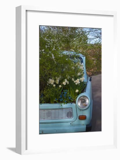 Potted Daffodils in Antique Turquoise Car-Anna Miller-Framed Photographic Print