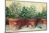 Potted Herbs I-Carol Rowan-Mounted Art Print