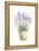 Potted Lavender-Katrina Pete-Framed Stretched Canvas