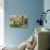 Potted Plants on the Wall of a House, Valldemossa, Mallorca, Spain-Peter Thompson-Photographic Print displayed on a wall