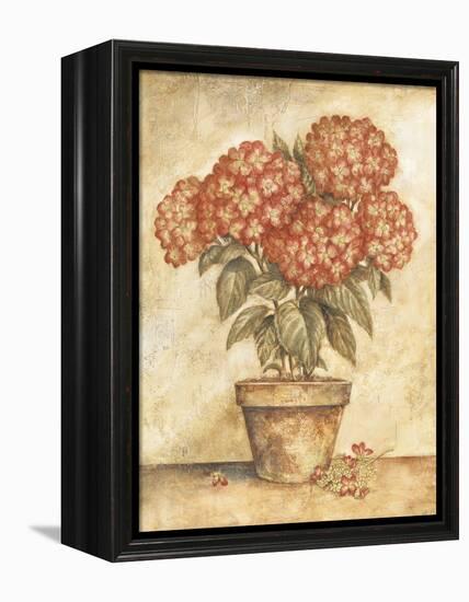 Potted Red Hydrangea-Tina Chaden-Framed Stretched Canvas