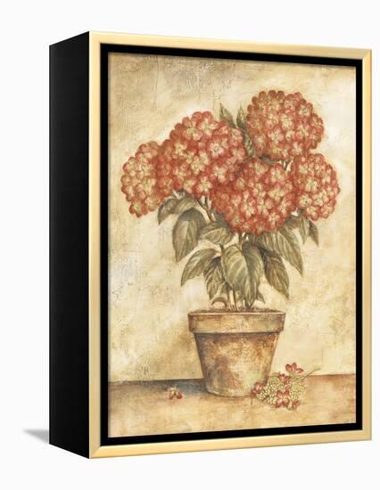 Potted Red Hydrangea-Tina Chaden-Framed Stretched Canvas