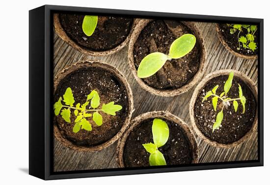 Potted Seedlings Growing in Biodegradable Peat Moss Pots from Above-elenathewise-Framed Premier Image Canvas