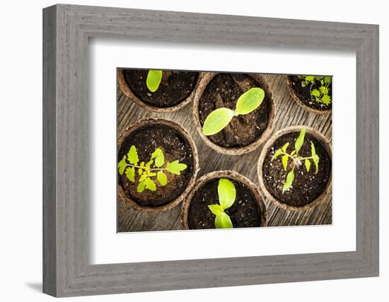 Potted Seedlings Growing in Biodegradable Peat Moss Pots from Above-elenathewise-Framed Photographic Print