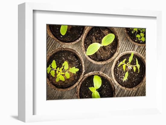 Potted Seedlings Growing in Biodegradable Peat Moss Pots from Above-elenathewise-Framed Photographic Print