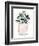 Potted Succulent IV-Jennifer Parker-Framed Premium Giclee Print