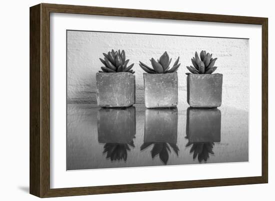 Potted Succulent-Bill Carson Photography-Framed Art Print