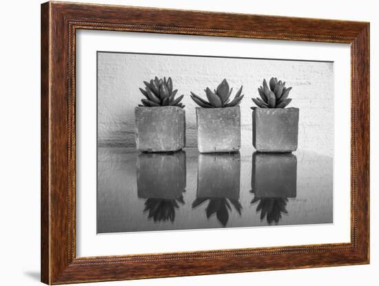 Potted Succulent-Bill Carson Photography-Framed Art Print