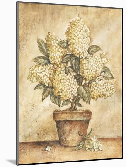 Potted White Hydrangea-Tina Chaden-Mounted Art Print