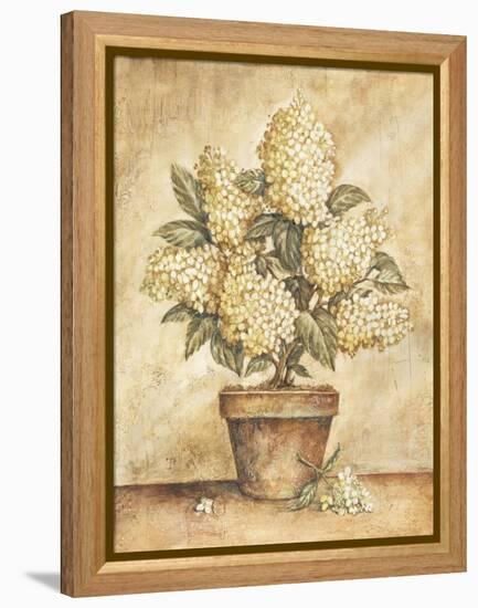 Potted White Hydrangea-Tina Chaden-Framed Stretched Canvas
