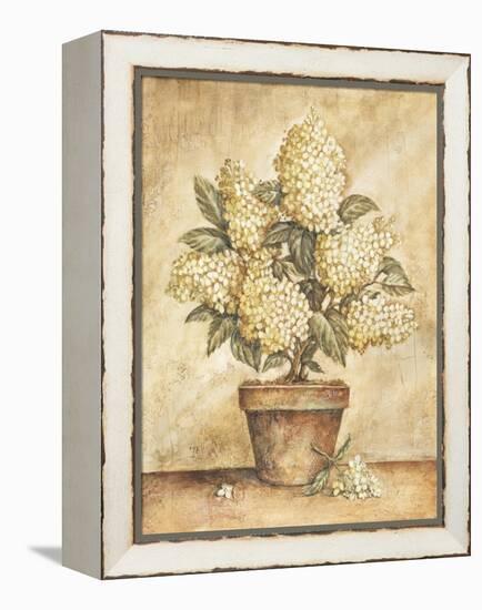 Potted White Hydrangea-Tina Chaden-Framed Stretched Canvas