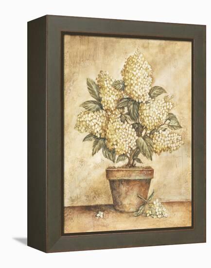 Potted White Hydrangea-Tina Chaden-Framed Stretched Canvas