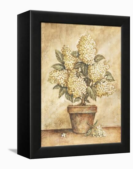 Potted White Hydrangea-Tina Chaden-Framed Stretched Canvas