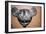 Pottery Mask of a Bat, grey with red and white paint, Zapotec, Mexico, 300-900-Unknown-Framed Giclee Print