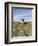 Poulnabrone Dolmen Portal Megalithic Tomb, the Burren, County Clare, Munster, Republic of Ireland-Gary Cook-Framed Photographic Print