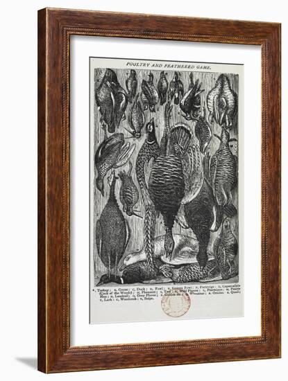 Poultry and Feathered Game-Isabella Beeton-Framed Giclee Print