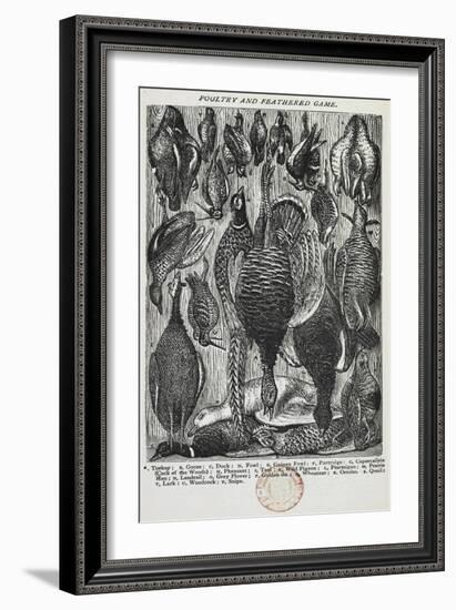 Poultry and Feathered Game-Isabella Beeton-Framed Giclee Print