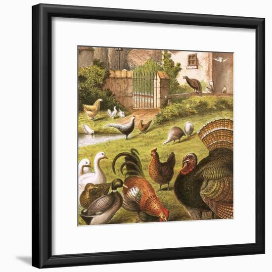 Poultry at a Farm-English-Framed Giclee Print