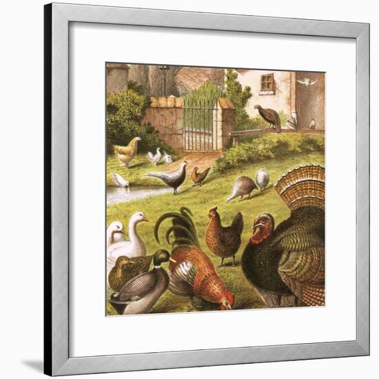 Poultry at a Farm-English-Framed Giclee Print