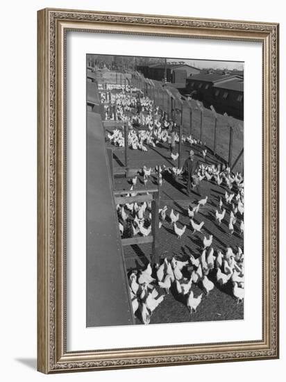 Poultry Farm-Ansel Adams-Framed Art Print