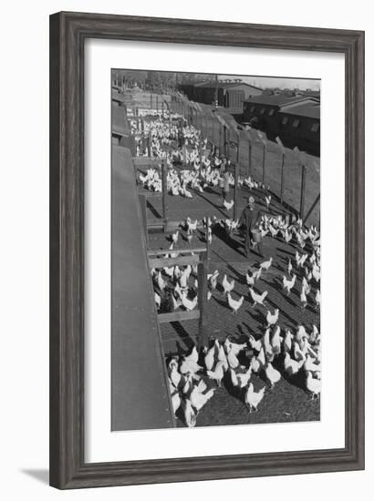 Poultry Farm-Ansel Adams-Framed Art Print