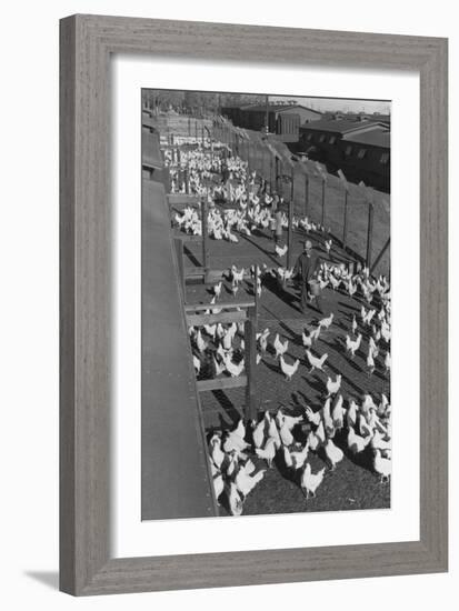 Poultry Farm-Ansel Adams-Framed Art Print