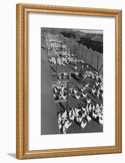 Poultry Farm-Ansel Adams-Framed Art Print