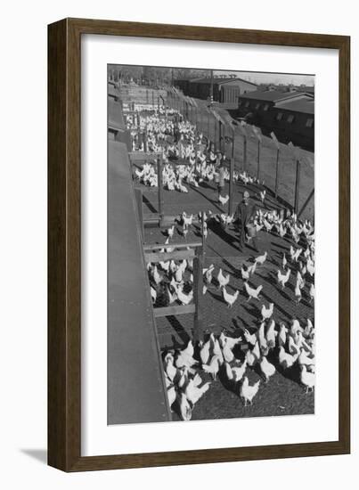 Poultry Farm-Ansel Adams-Framed Art Print