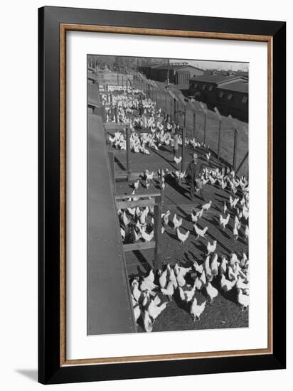Poultry Farm-Ansel Adams-Framed Art Print
