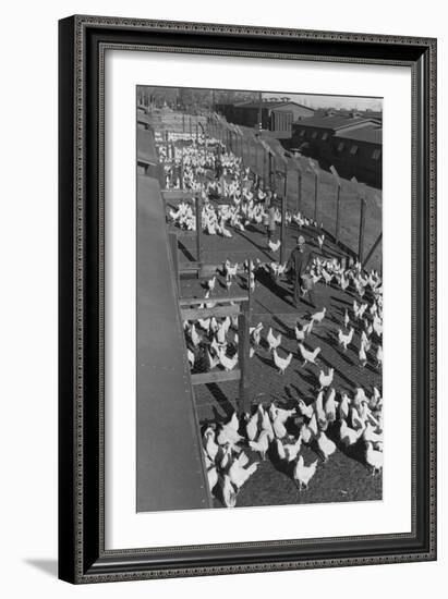 Poultry Farm-Ansel Adams-Framed Art Print