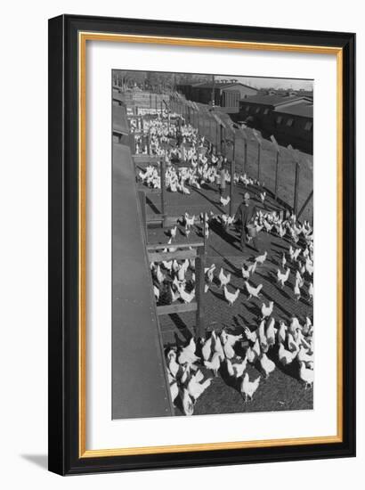 Poultry Farm-Ansel Adams-Framed Art Print