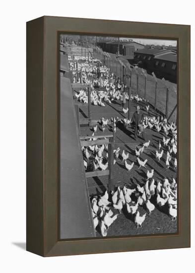 Poultry Farm-Ansel Adams-Framed Stretched Canvas