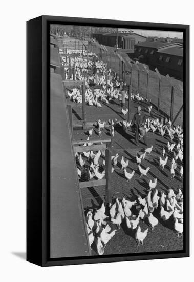 Poultry Farm-Ansel Adams-Framed Stretched Canvas