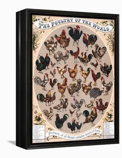 Poultry of the World Poster, 1868-null-Framed Premier Image Canvas