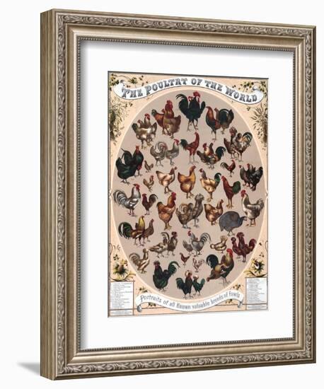 Poultry of the World Poster, 1868-null-Framed Giclee Print