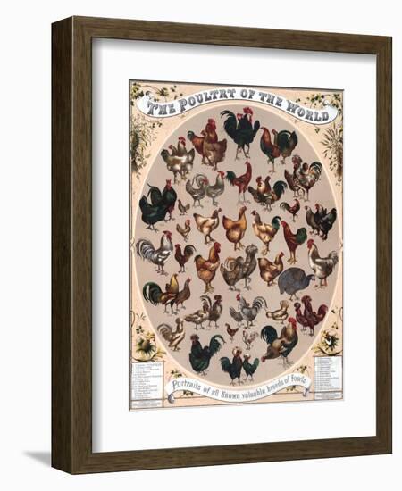 Poultry of the World Poster, 1868-null-Framed Giclee Print