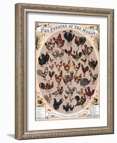 Poultry of the World Poster, 1868-null-Framed Giclee Print