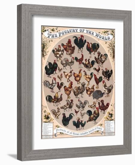 Poultry of the World Poster, 1868-null-Framed Giclee Print