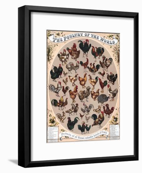 Poultry of the World Poster, 1868-null-Framed Giclee Print