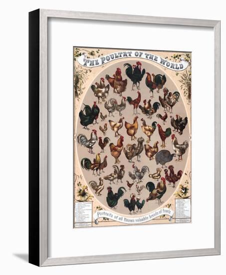 Poultry of the World Poster, 1868-null-Framed Giclee Print