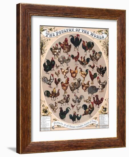 Poultry of the World Poster, 1868-null-Framed Giclee Print