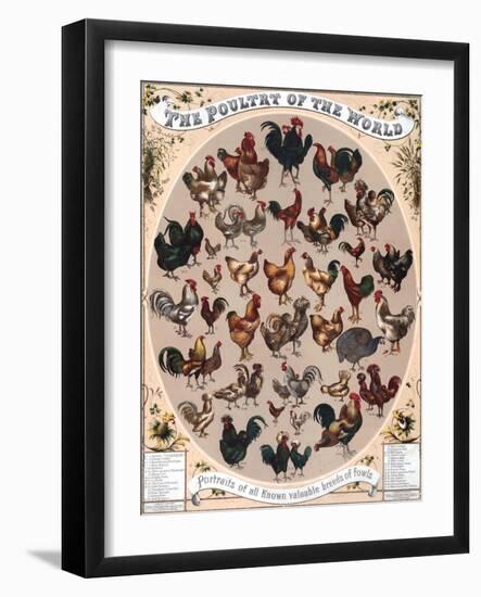 Poultry of the World Poster, 1868-null-Framed Giclee Print