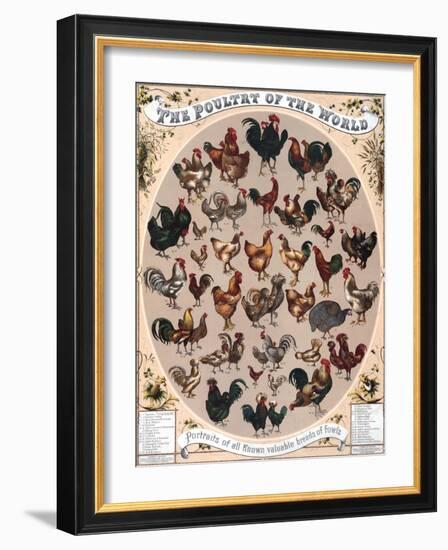 Poultry of the World Poster, 1868-null-Framed Giclee Print