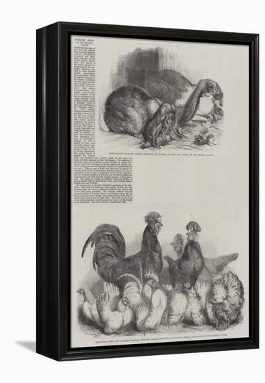 Poultry Show at the Crystal Palace-Harrison William Weir-Framed Premier Image Canvas