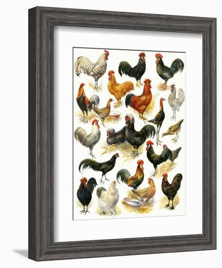 Poultry-English School-Framed Giclee Print