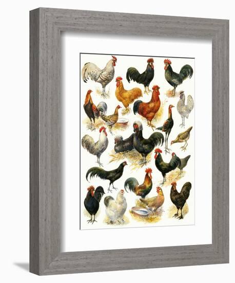 Poultry-English School-Framed Giclee Print