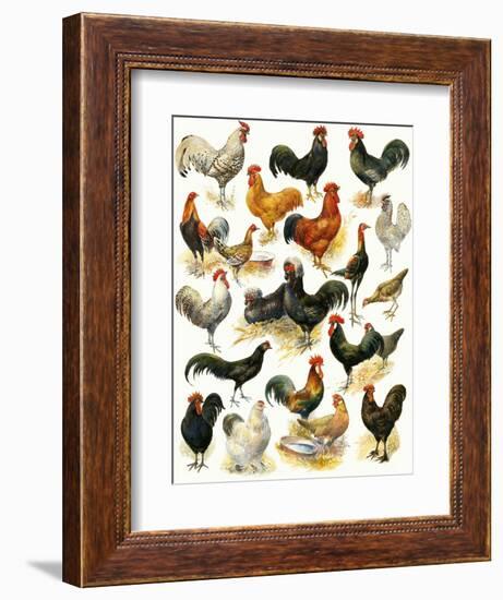 Poultry-English School-Framed Giclee Print