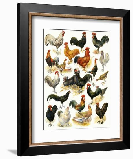 Poultry-English School-Framed Giclee Print