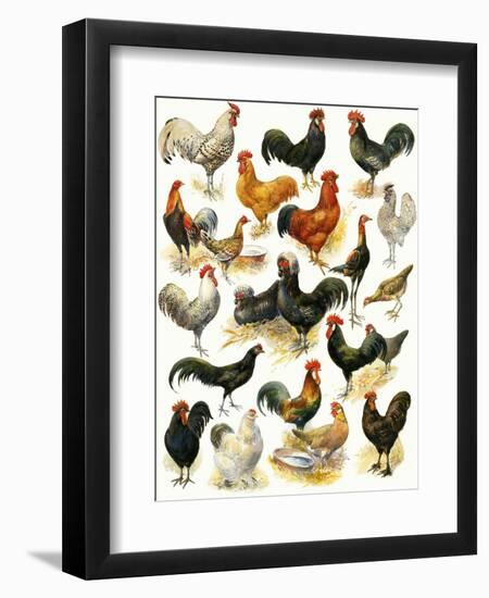 Poultry-English School-Framed Giclee Print