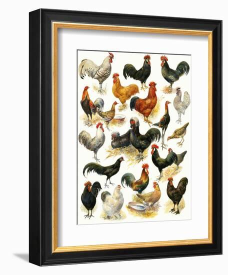 Poultry-English School-Framed Giclee Print